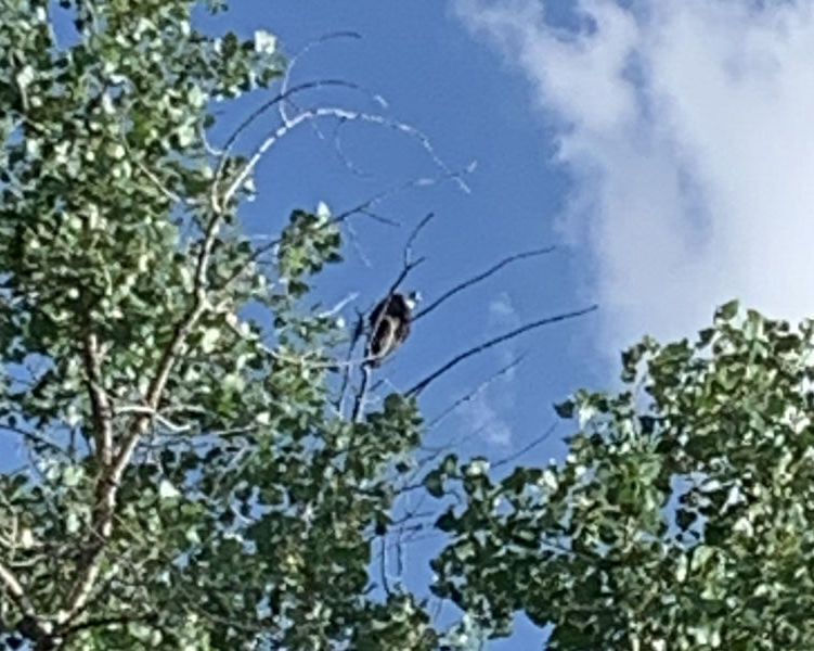 Arkansa River bald eagle